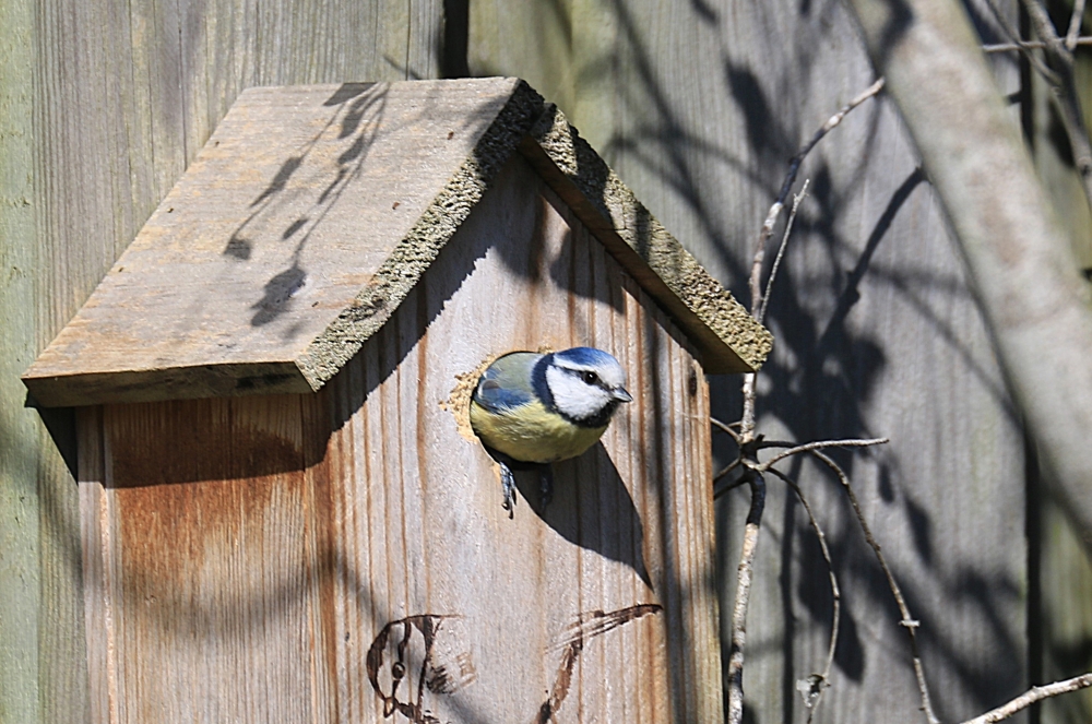 Pimpelmees in vogelhuisje