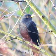 Cappucino in een bosbrasserie