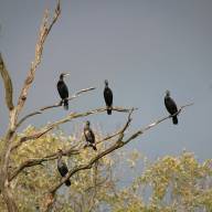 De terugkeer van het verdrongene